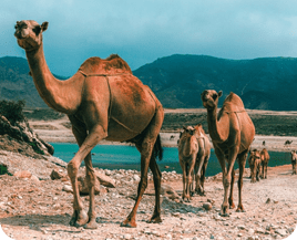 camel in oman | Salalah Oman Tours